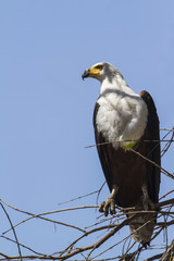 African fish eagle in Kruger National park
