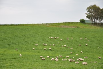 Sheep from Sardinia