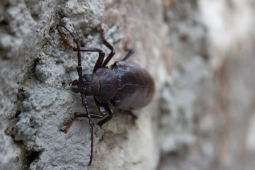 Большой жук на камне (A big beetle on a stone) - obrazy, fototapety, plakaty