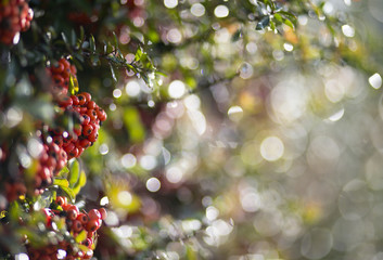 Natural Christmas background with red berries