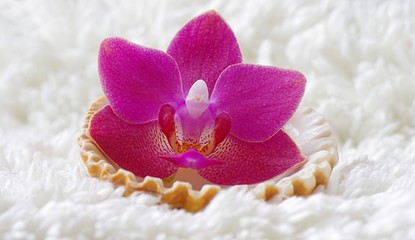 Pinke Orchidee auf weißem Plüsch mit Muschel