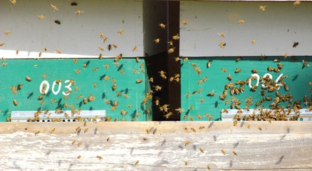 Bees and hives