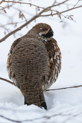 Haselhuhn, Hazel grouse, Tetrastes bonasia