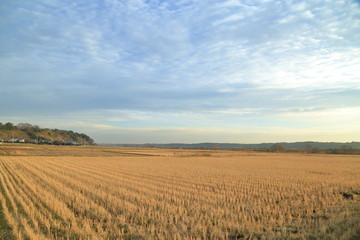 Obraz premium Winter rice paddy. It's in Inzai-shi, Chiba. The deep blue sky and an open rice paddy are the very comfortable landscape.