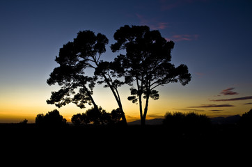 Fototapeta na wymiar golf field tree silhouette
