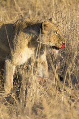 Lioness with freshly killed giraffe for breakfast