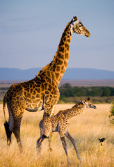 Naklejki  Kobieta żyrafa z dzieckiem na sawannie. Kenia. Tanzania. Wschodnia Afryka. Doskonała ilustracja.