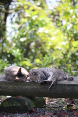 猫のカップル