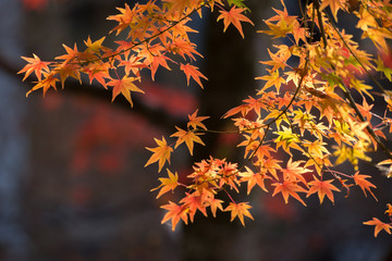 Maple tree in autumn