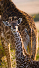Portrait of a baby giraffe. Kenya. Tanzania. East Africa. An excellent illustration.