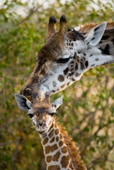 Fototapeta premium Female giraffe with a baby in the savannah. Kenya. Tanzania. East Africa. An excellent illustration.