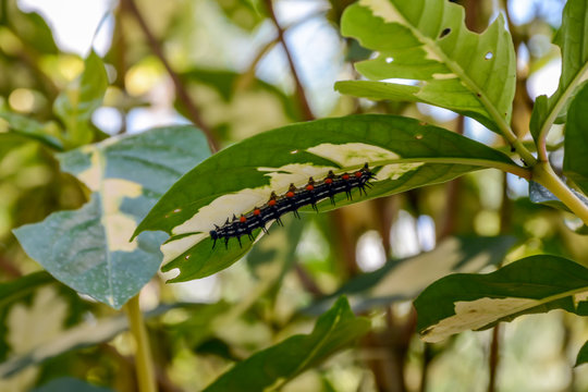 Close up worm eating  leaf,blur background