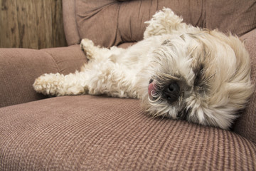 shih tzu on sofa