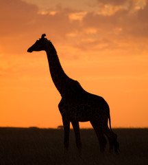 Giraffe at sunset in the savannah. Kenya. Tanzania. East Africa. An excellent illustration.