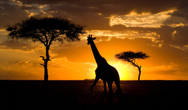 Giraffe at sunset in the savannah. Kenya. Tanzania. East Africa. An excellent illustration.