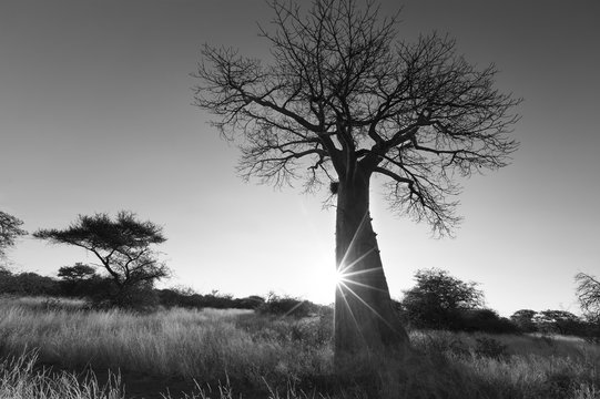 Large baobab tree without leaves at sunrise with clear sky artis