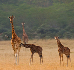 Female giraffe with a babys in the savannah. Kenya. Tanzania. East Africa. An excellent illustration.