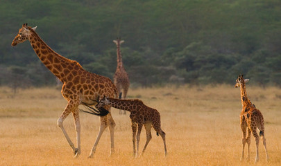 Female giraffe with a babys in the savannah. Kenya. Tanzania. East Africa. An excellent illustration.