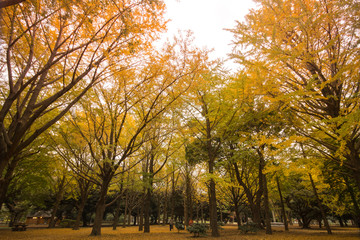 Fototapeta premium Yellow ginkgo trees in park