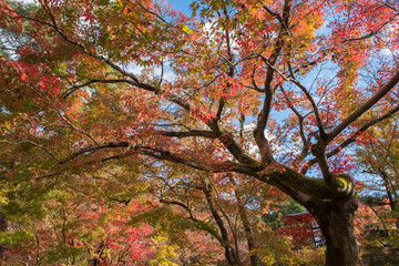 Maple tree in autumn