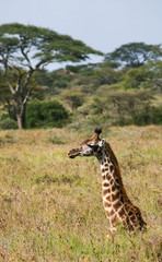 Giraffe lying and resting on the grass in the savannah. Kenya. Tanzania. East Africa. An excellent illustration.