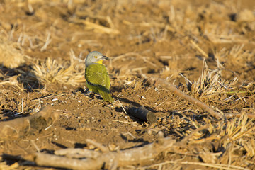 Grey-headed bush shrike searching for food in dry grass