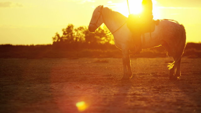 Cowboy France Camargue sunrise animal horses wild livestock