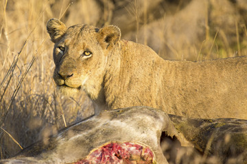 Lioness with freshly killed giraffe for breakfast