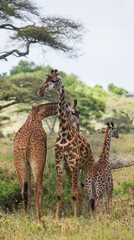 Group of giraffes in the savanna. Kenya. Tanzania. East Africa. An excellent illustration.