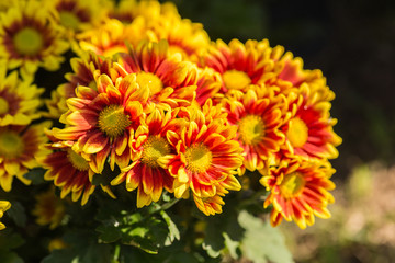 Flower in basket decorated near house, cafe