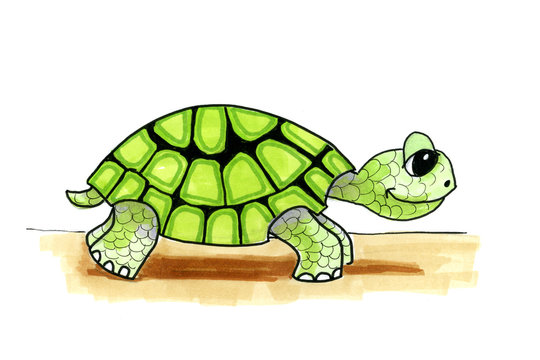 Illustration cartoon turtle