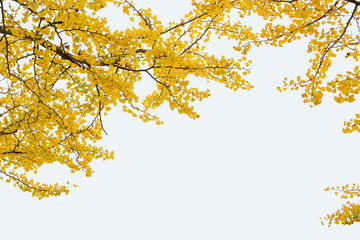 Ginkgo leaves in spectacular autumn