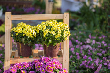 Flower in basket decorated near house, cafe