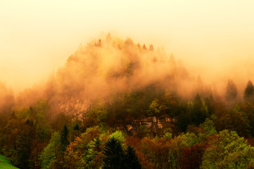 Foggy forest on Swiss Alps