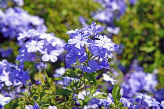 violet flower