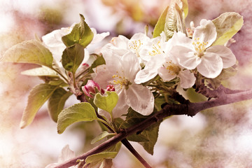 Fototapeta na wymiar Flowering - blooming apple tree