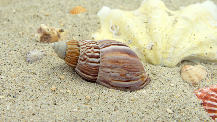 Meeresschnecke