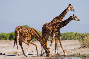 Group of giraffes at the watering. Kenya. Tanzania. East Africa. An excellent illustration.