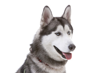 Close-up of Siberian Husky