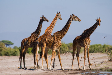 Naklejka na ściany i meble Group of giraffes at the watering. Kenya. Tanzania. East Africa. An excellent illustration.