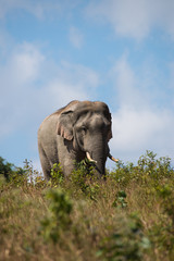 Fototapeta na wymiar Elephant in Khao Yai National park