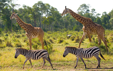 Two giraffes in savannah with zebras. Kenya. Tanzania. East Africa. An excellent illustration.