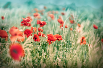 Fototapeta na wymiar Wild poppy flowers in meadow