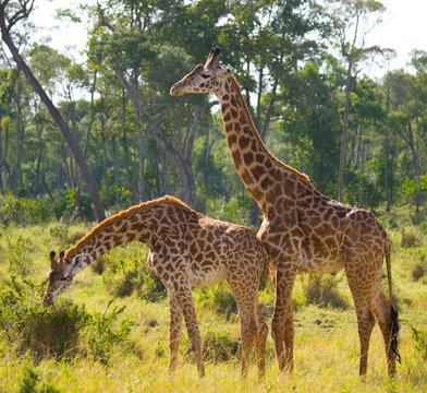 Two giraffes in savannah. Kenya. Tanzania. East Africa. An excellent illustration.