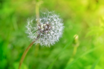 Dandelion clock in grass