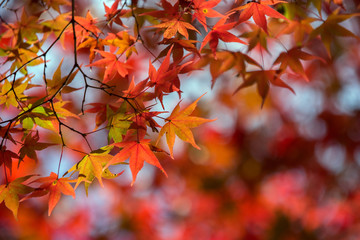 Maple tree in autumn