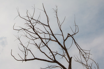 Dead tree and sky background