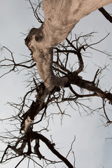 Dead tree and sky background
