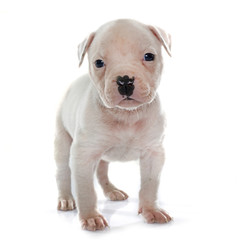 puppy american bulldog