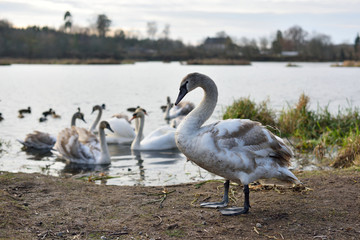 Young gray swans